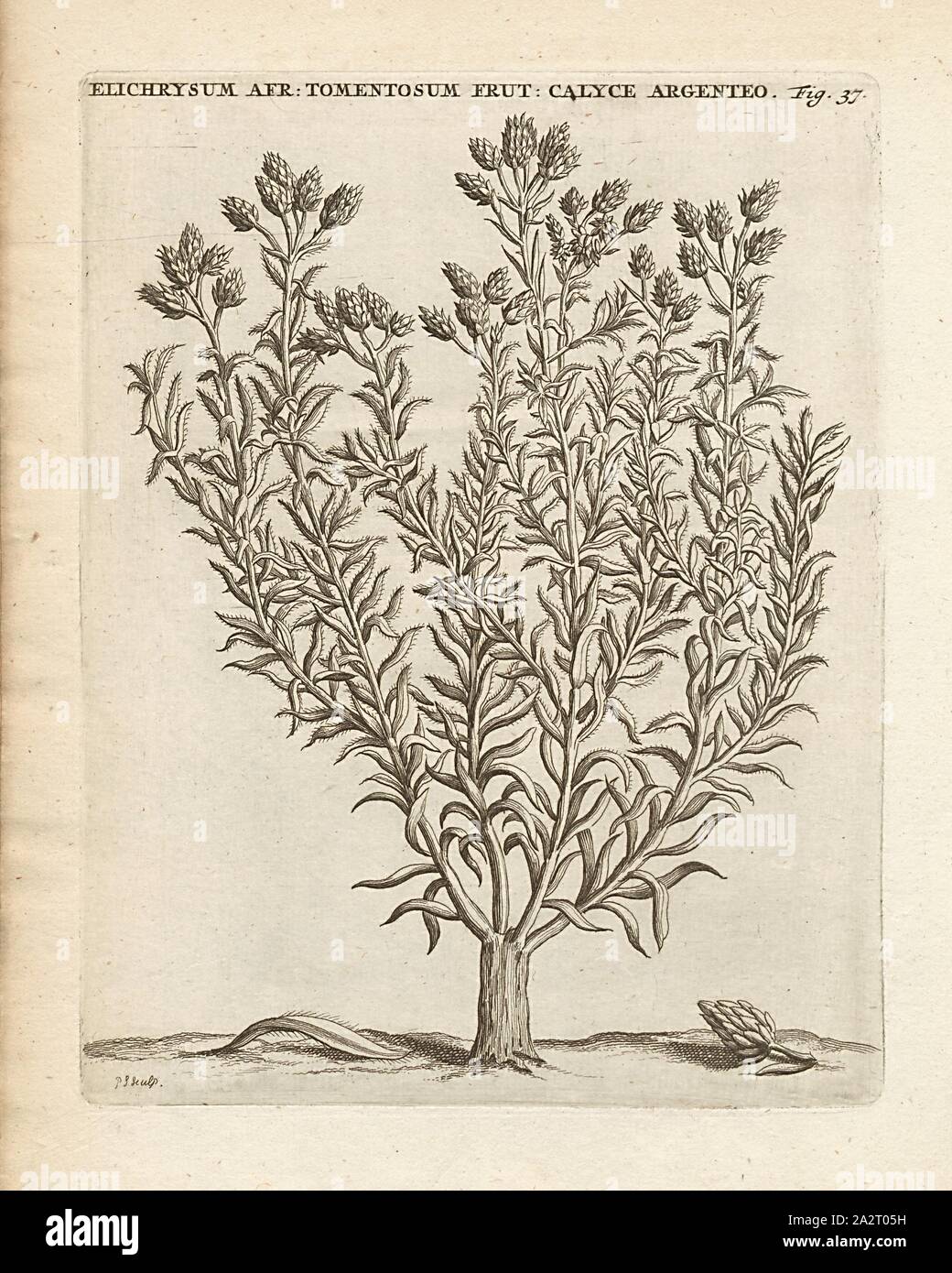 Elichrysum African tomentosum frutesccns silver calvce, Helichrysum cf. paniculatum L, signed: P.S. (sculp.), Fig. 37, after p. 36, p. 118, Sluyter, P. (sc.), 1706, Caspari Commelin ... Horti Medici ... plantae rariores et exoticae. Lugduni Batavorum: apud Federicum Haringh, 1706 Stock Photo