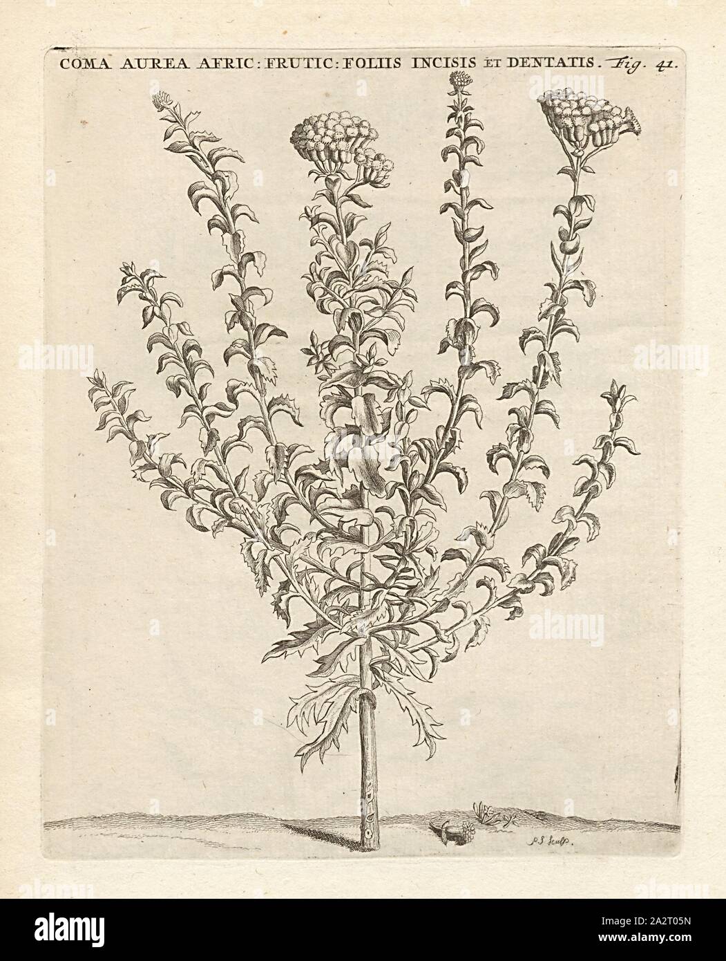 The lower leaves and the hair of gold, the African fruticans your ears are cut, the upper toothed, Athanasia dentata L, signed: P.S. (sculp.), Fig. 41, after p. 40, p. 130, Sluyter, P. (sc.), 1706, Caspari Commelin ... Horti Medici ... plantae rariores et exoticae. Lugduni Batavorum: apud Federicum Haringh, 1706 Stock Photo