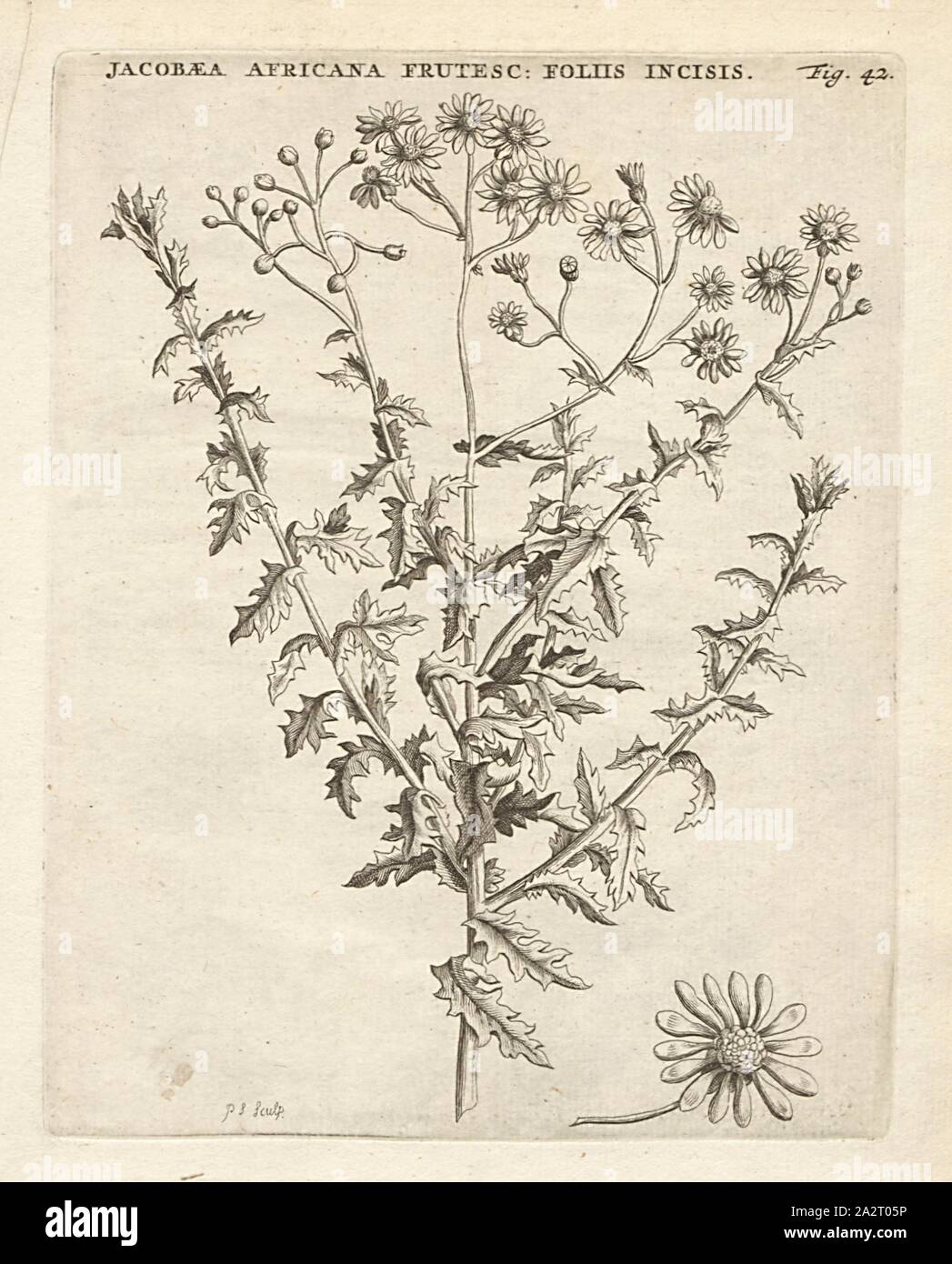 Jacobaea African- incised leaves frutesccns, Senecio ilicifolius L, signed: P.S. (sculp.), Fig. 42, after p. 42, p. 133, Sluyter, P. (sc.), 1706, Caspari Commelin ... Horti Medici ... plantae rariores et exoticae. Lugduni Batavorum: apud Federicum Haringh, 1706 Stock Photo