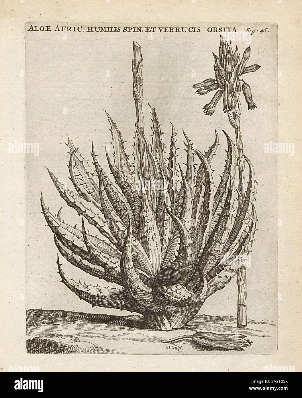 Aloe Vera unarmed African- low Thorns, Aloe humilis L, Cap, signed: P.S. (sculp.), Fig. 46, after p. 46, p. 145, Sluyter, P. (sc.), 1706, Caspari Commelin ... Horti Medici ... plantae rariores et exoticae. Lugduni Batavorum: apud Federicum Haringh, 1706 Stock Photo