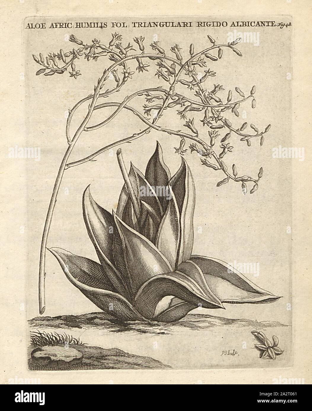 Aloe Africana humilis folio in triangular quantities, Haworthia marginata (Lam.) Stearn, signed: P.S. (sculp.), Fig. 48, after p. 48, p. 151, Sluyter, P. (sc.), 1706, Caspari Commelin ... Horti Medici ... plantae rariores et exoticae. Lugduni Batavorum: apud Federicum Haringh, 1706 Stock Photo