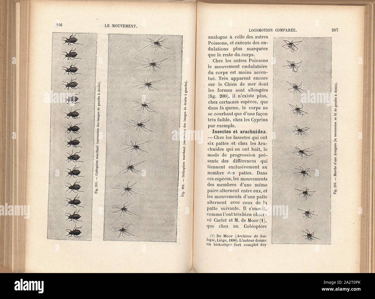 Comparison of locomotion types in insects, Fig. 201: Coléoptère marchant (successions of the image of a gauche à droite), Fig. 202: Orthoptère marchant (successions of images de droite à gauche), Fig. 203: Marche d'une Araignée (l asuccession se lit de, gauche à droite), Fig. 201-203, pp. 266-267, 1894, Etienne-Jules Marey: Le mouvement. Paris: G. Masson, 1894 Stock Photo