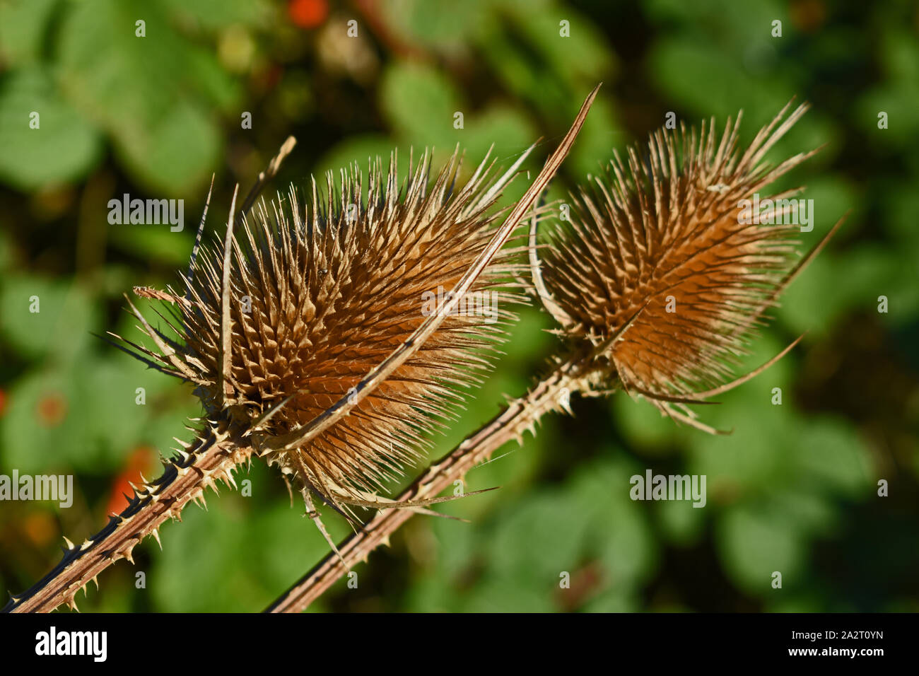 Close up of dry wild teasles Stock Photo