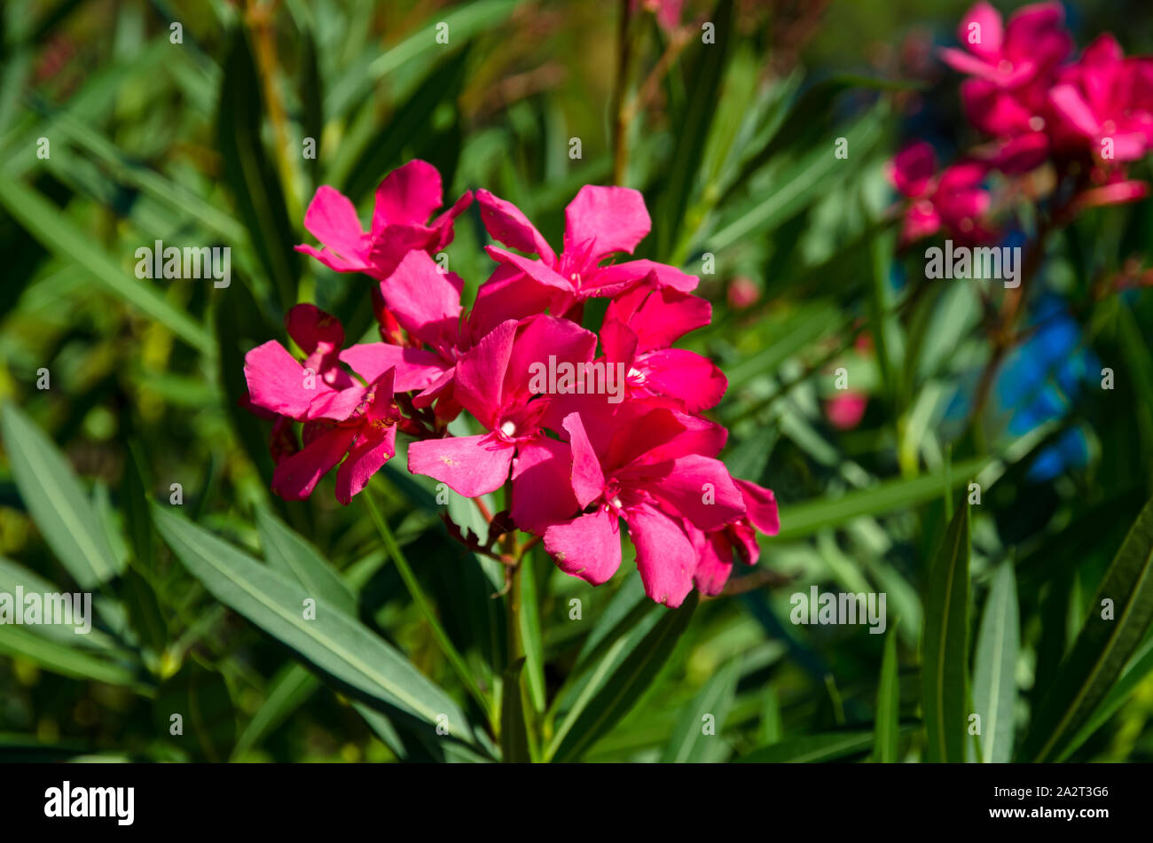 pink oleander flower and green leaves Stock Photo