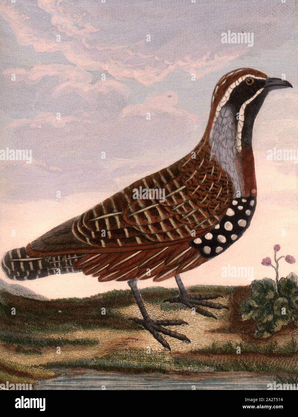 Great quail from Madagascar, Great quail from Madagascar, twice the size of the European quail, Signed: P. Sonnerat pinx, J.J. Avril sculp, Pl. 98, before p. 171 (vol. 2), Sonnerat, Pierre M. (pinx.); Avril, J. J. (sculp.), 1782, Sonnerat, Pierre Stock Photo