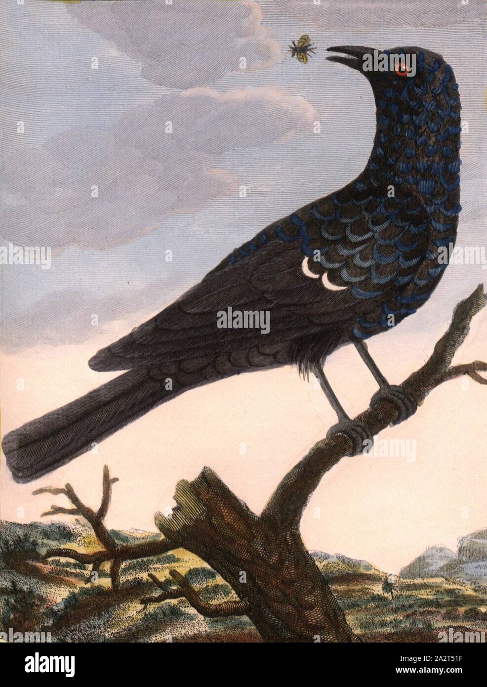 Bluebird of China, Blue Blackbird (Blue-throated Alder) from China, Signed: P. Sonnerat pinx, J.J. Avril sculp, Plate 108, after p. 188 (Vol. 2), Sonnerat, Pierre M. (pinx.); Avril, J. J. (sculp.), 1782, Sonnerat, Pierre Stock Photo