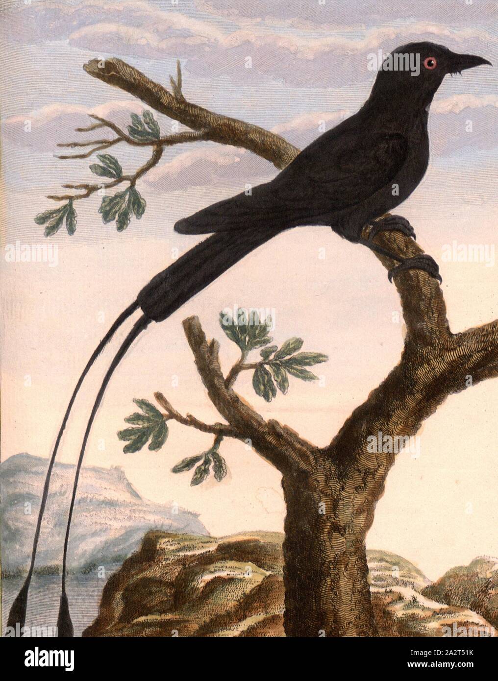Great flycatcher on the coast of Malabar, Large flycatcher from the Malabar Coast, Signed: P. Sonnerat pinx, J.J. Avril sculp, Pl. 111, after p. 196 (vol. 2), Sonnerat, Pierre M. (pinx.); Avril, J. J. (sculp.), 1782, Sonnerat, Pierre Stock Photo