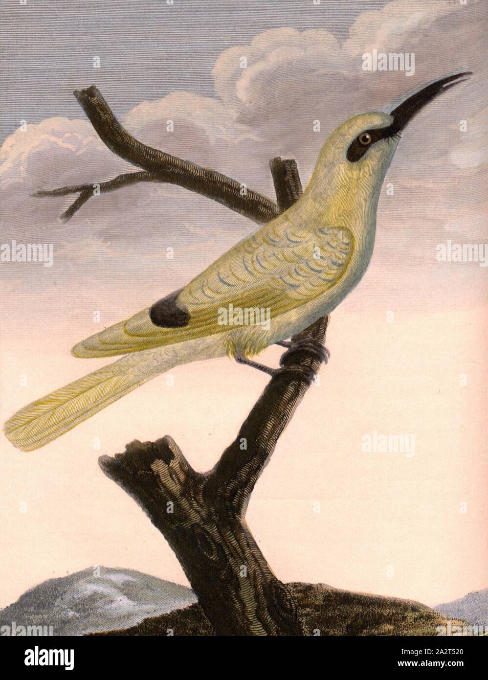 Yellow bee-eater on the Coromandel coast, Yellow Bee-eater from the Coromandel Coast, Signed: P. Sonnerat pinx, J.J. Avril sculp, Pl. 119, before p. 219 (Vol. 2), Sonnerat, Pierre M. (pinx.); Avril, J. J. (sculp.), 1782, Sonnerat, Pierre Stock Photo
