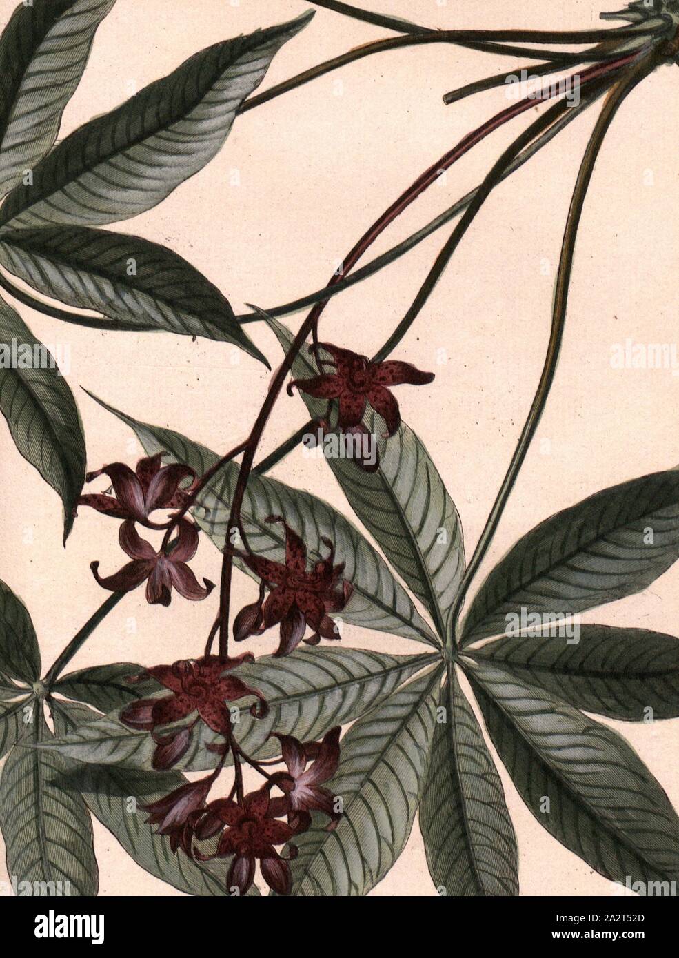 Cavalam with leaves, Leaves and flowers of a stink tree (Sterculia foetida), Signed: P. Sonnerat pinx, Milsan sculp, Pl. 132, after p. 234 (Vol. 2), Sonnerat, Pierre M. (pinx.); Milsan (sculp.), 1782, Sonnerat, Pierre Stock Photo