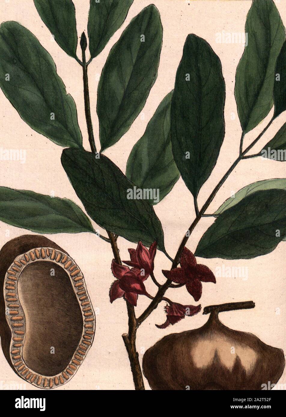 Drum wood, Flowers and fruit of the Drum Tree (Tambourissa quadrifida, Monimia Family), Signed: P. Sonnerat pinx, Milsan sculp, Pl. 134, before p. 237 (Vol. 2), Sonnerat, Pierre M. (pinx.); Milsan (sculp.), 1782, Sonnerat, Pierre Stock Photo