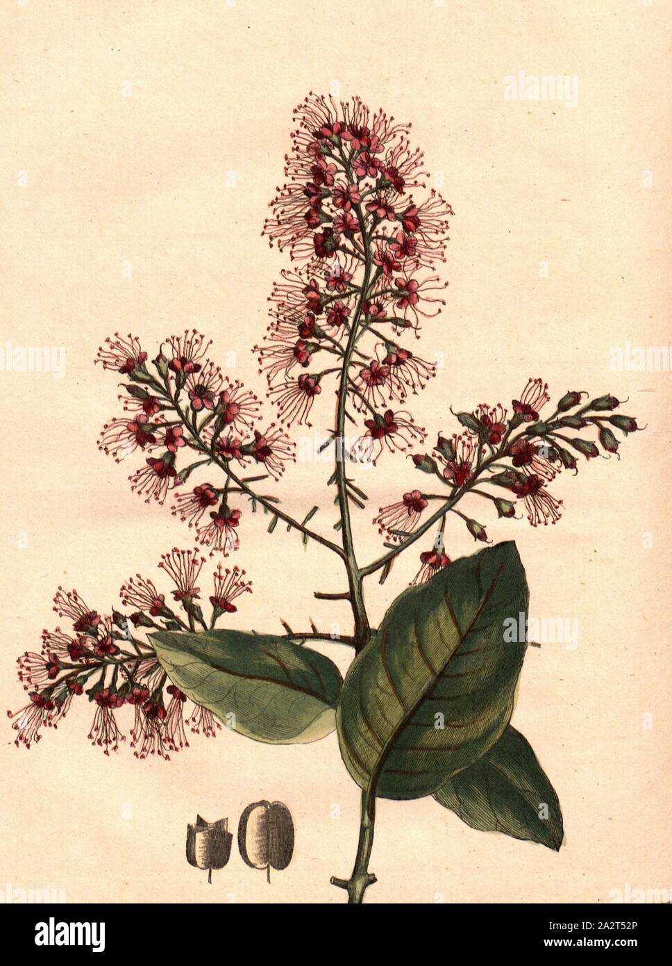 Aigrette, Scarlet-bush (Cristaria coccinea), Signed: P. Sonnerat pinx, Milsan sculp, Pl. 140, before p. 247 (Vol. 2), Sonnerat, Pierre M. (pinx.); Milsan (sculp.), 1782, Sonnerat, Pierre Stock Photo