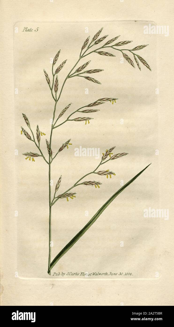 Meadow Fescue-Grass, Festuca (swing), signed: Pub., by S. Curtis, Plate 5, after p. 12, Curtis, S. (publ.), William Curtis: Practical observations of the British grasses, especially such as are best adapted to the laying down or improving of meadows and pastures: likewise, an enumeration of the British grasses. London: printed for H. D. Symonds, 1805 Stock Photo