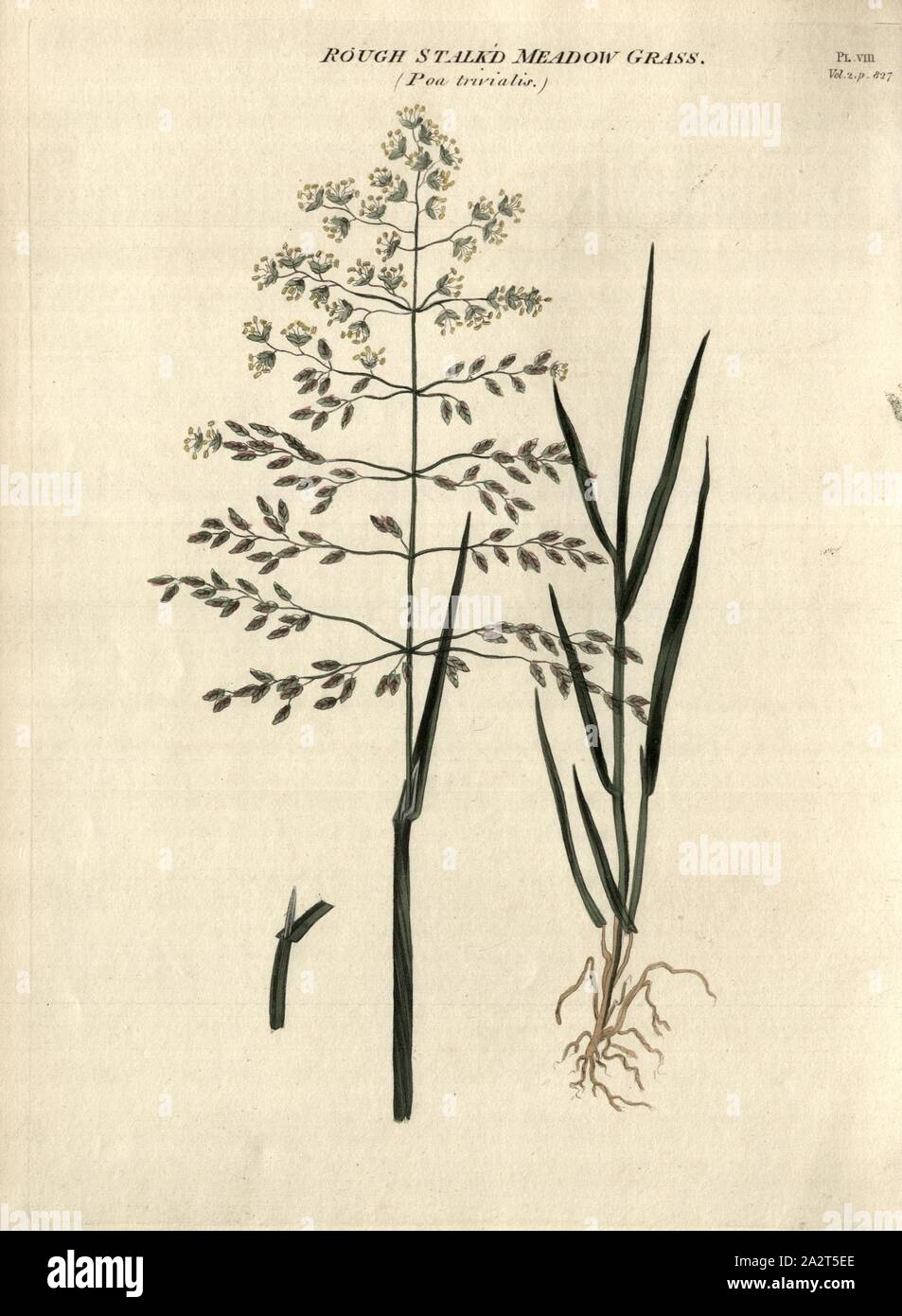 Rough Stalked Meadow Grass Poa trivialis, Common bluegrass, Fig. 9, Pl. VIII, after p. 826, R.W. Dickson: Practical agriculture, or, a complete system of modern husbandry: with the methods of planting, and the management of live stock. Bd. 2. London: printed for Richard Phillips; by R. Taylor and Co., 1805 Stock Photo