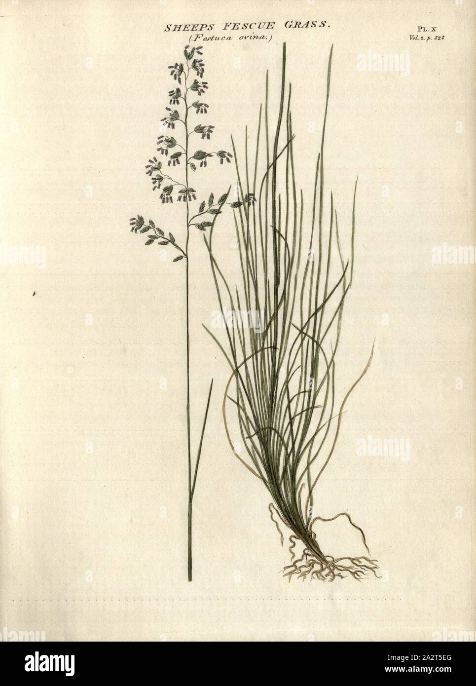 Sheeps Fescue Grass (Festuca ovina), Real sheep's fescue, Fig. 10, Pl. X, after p. 828, R.W. Dickson: Practical agriculture, or, a complete system of modern husbandry: with the methods of planting, and the management of live stock. Bd. 2. London: printed for Richard Phillips; by R. Taylor and Co., 1805 Stock Photo