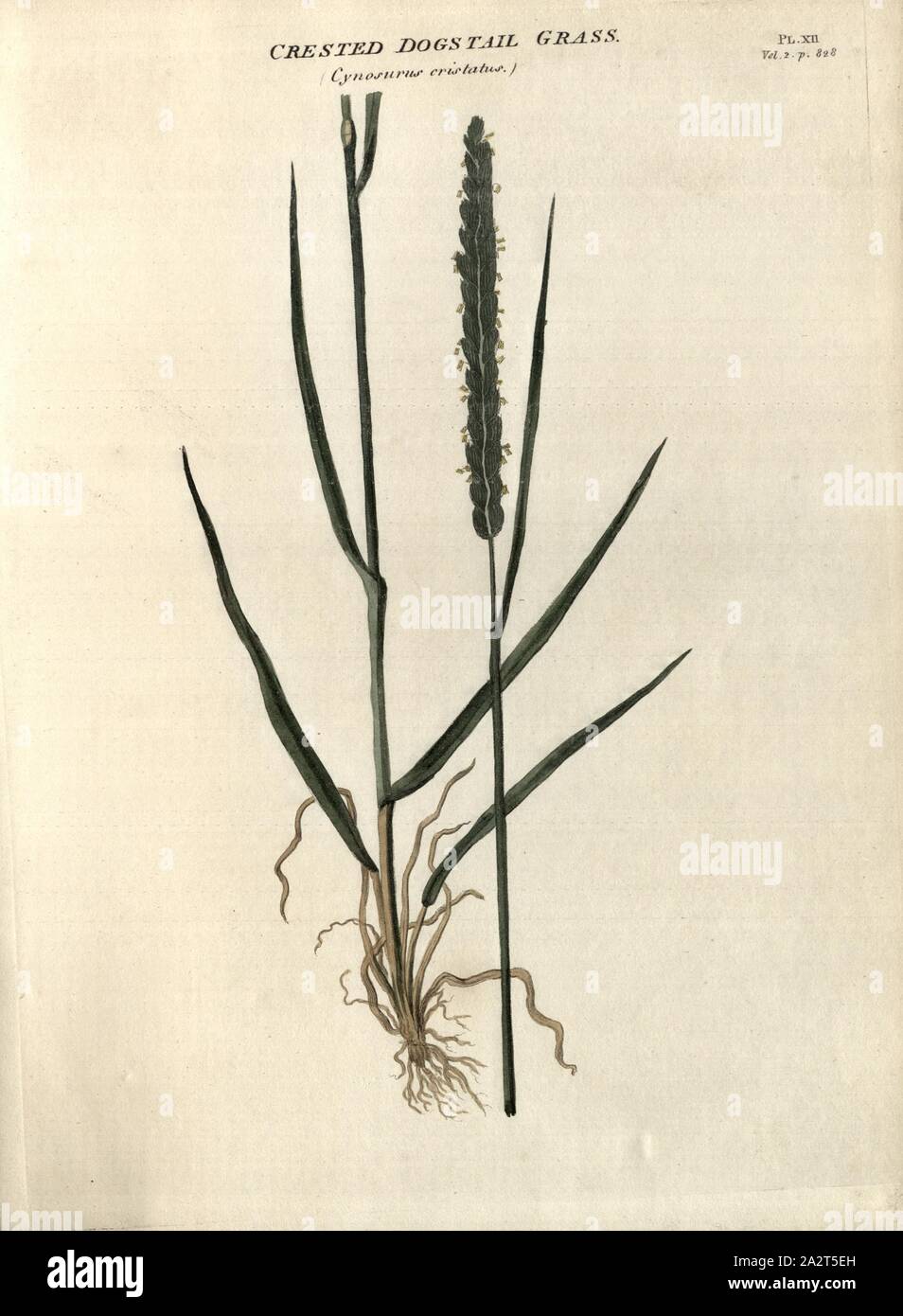 Crested Dogstail Grass Cynosurus cristatus, Meadow Crested Grass, Fig. 12, Pl. XII, after p. 828, R.W. Dickson: Practical agriculture, or, a complete system of modern husbandry: with the methods of planting, and the management of live stock. Bd. 2. London: printed for Richard Phillips; by R. Taylor and Co., 1805 Stock Photo