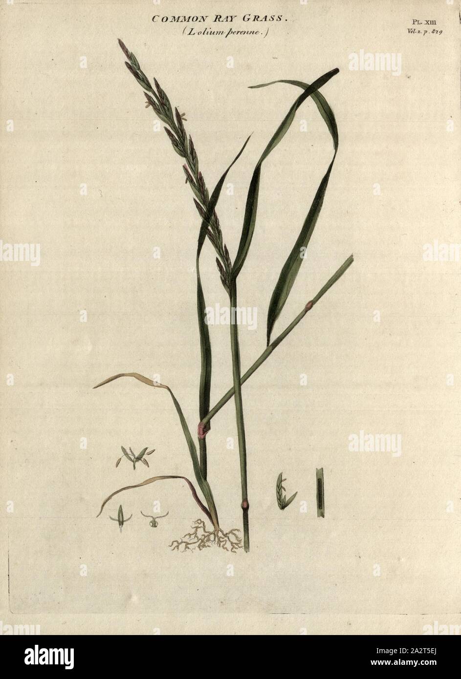 Common Ray Grass (Lolium perenne), Perennial ryegrass, Fig. 13, Pl. XIII, after p. 828, R.W. Dickson: Practical agriculture, or, a complete system of modern husbandry: with the methods of planting, and the management of live stock. Bd. 2. London: printed for Richard Phillips; by R. Taylor and Co., 1805 Stock Photo