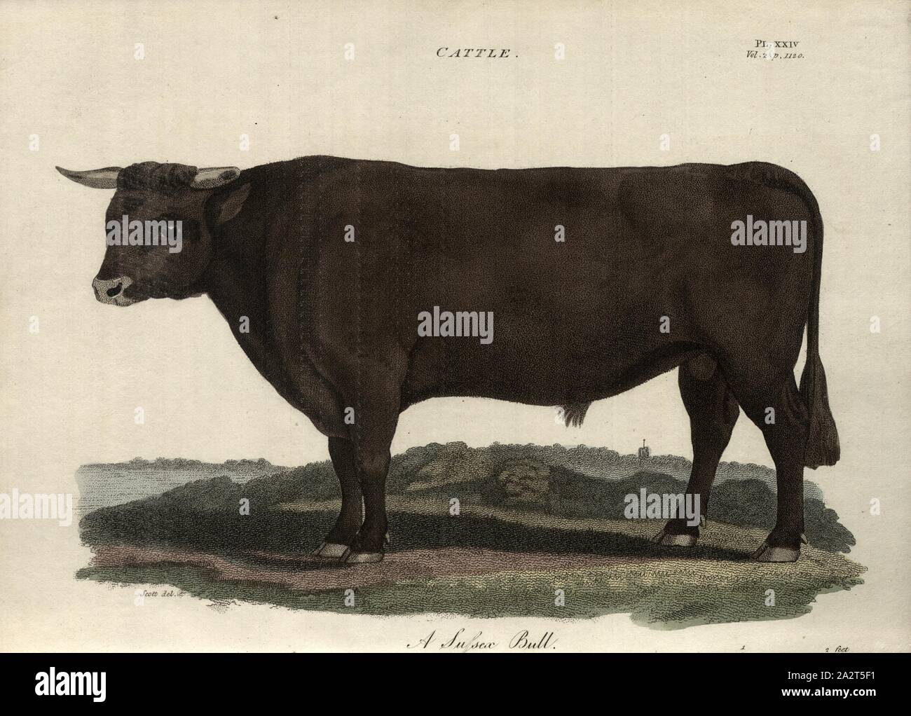 Cattle: A Sussex Bull, Sussex cattle, bull, signed: Scott del, Fig. 24, Pl. XXIV, after p. 1120, Scott (del.), R.W. Dickson: Practical agriculture, or, a complete system of modern husbandry: with the methods of planting, and the management of live stock. Bd. 2. London: printed for Richard Phillips; by R. Taylor and Co., 1805 Stock Photo