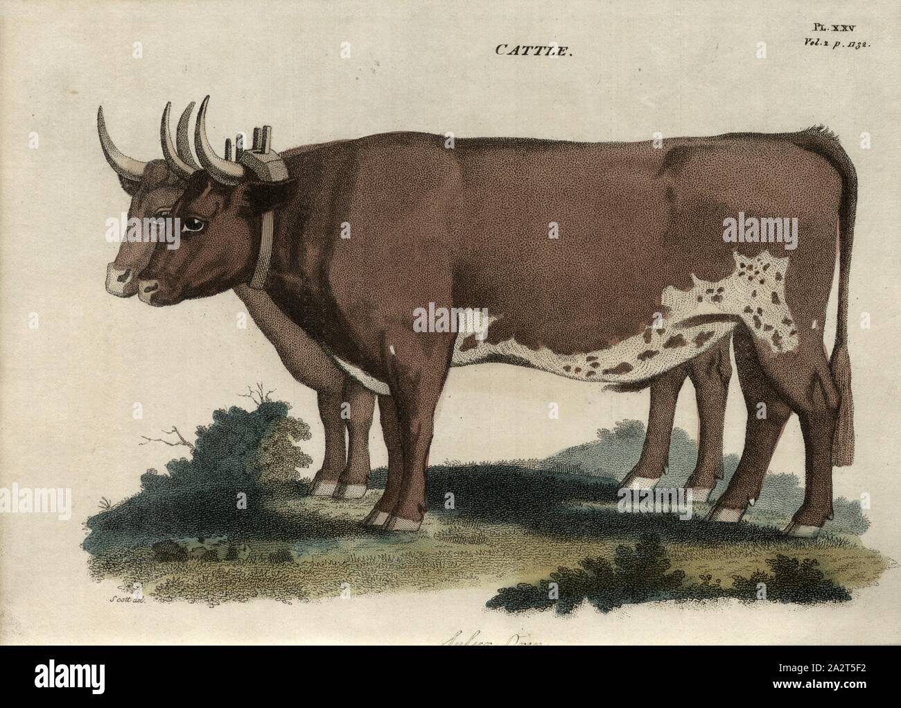 Cattle: Sussex Oxen, Sussex cattle, oxen, signed: Scott del, Fig. 25, Pl. XXV, after p. 1120, Scott (del.), R.W. Dickson: Practical agriculture, or, a complete system of modern husbandry: with the methods of planting, and the management of live stock. Bd. 2. London: printed for Richard Phillips; by R. Taylor and Co., 1805 Stock Photo