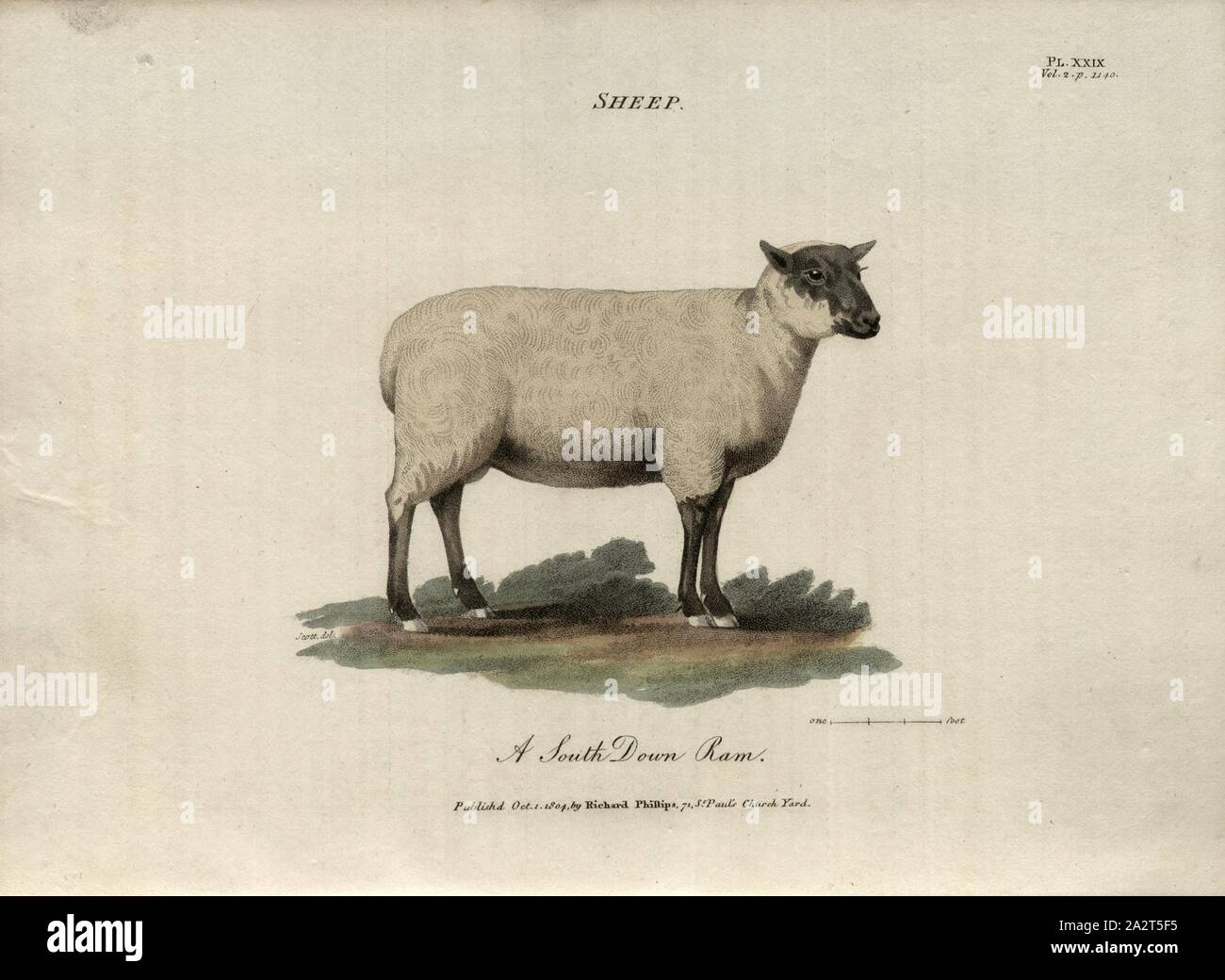 Sheep: A South Down Ram, Southdown sheep, ram, signed: Scott del, Fig. 28, Pl. XXIX, p. 1140, Scott (del.), R.W. Dickson: Practical agriculture, or, a complete system of modern husbandry: with the methods of planting, and the management of live stock. Bd. 2. London: printed for Richard Phillips; by R. Taylor and Co., 1805 Stock Photo