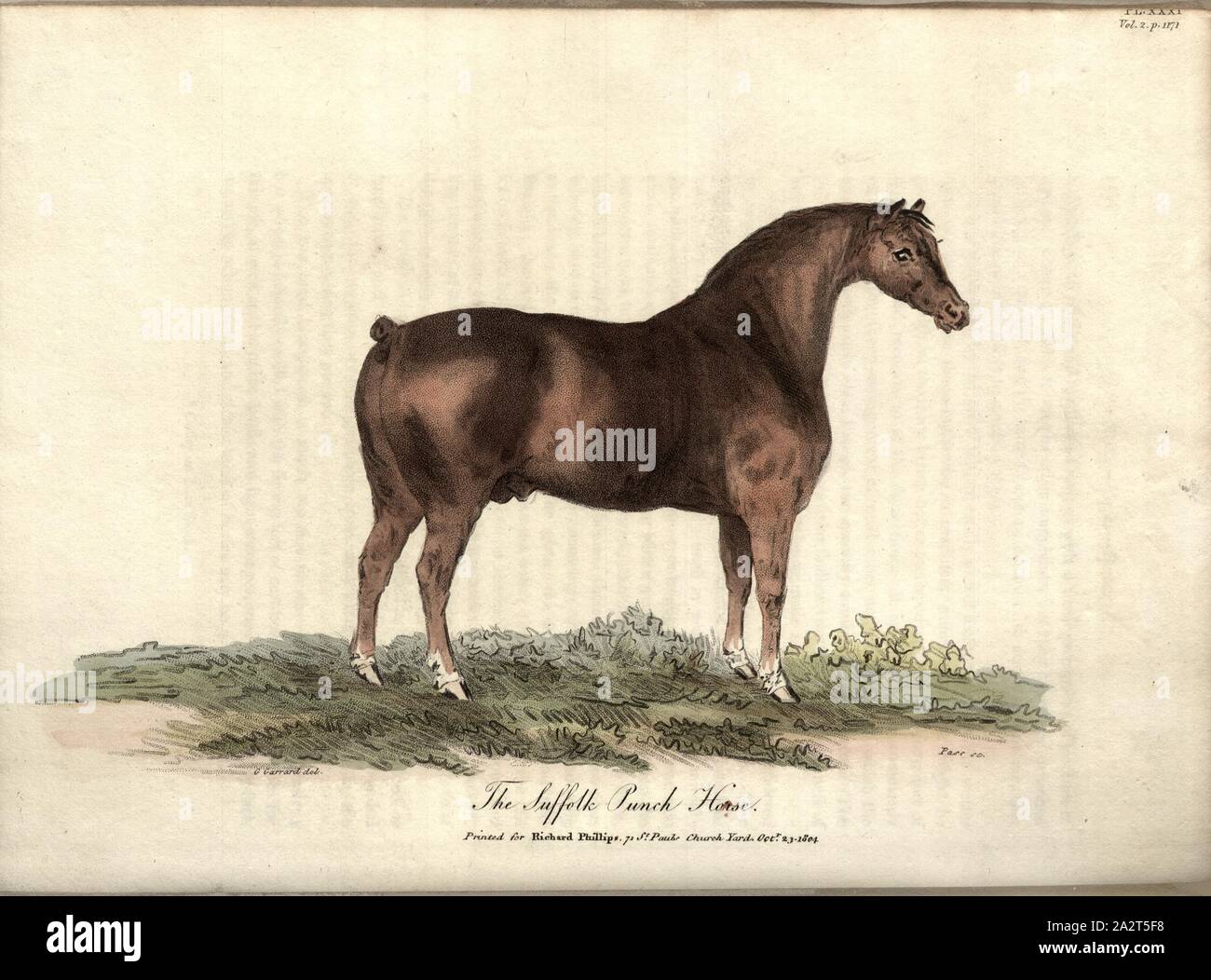 The Suffolk Punch Horse, Horse of the Suffolk Punch breed, signed: G. Garrard del, Pass sc, Fig. 30, Pl. XXXI, after p. 1170, Garrard, George (del.); Pass (sc.), R.W. Dickson: Practical agriculture, or, a complete system of modern husbandry: with the methods of planting, and the management of live stock. Bd. 2. London: printed for Richard Phillips; by R. Taylor and Co., 1805 Stock Photo