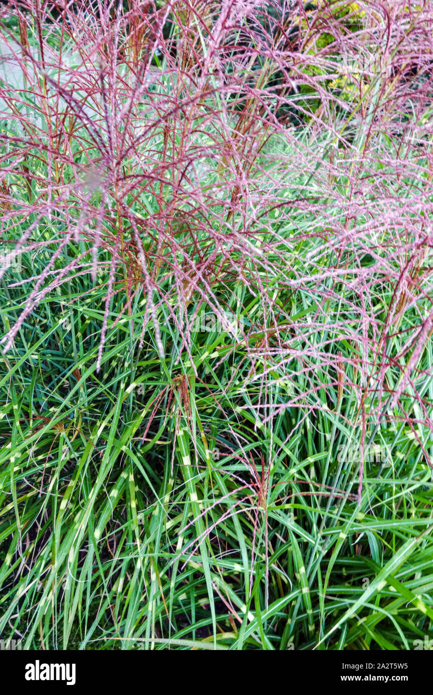 Little Dot Grass Miscanthus sinensis 'Puenktchen' Stock Photo
