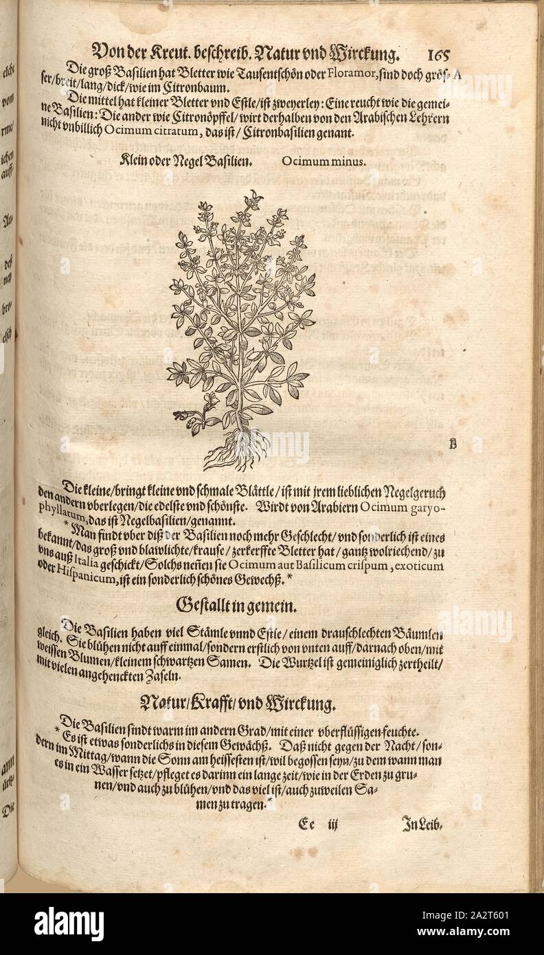 Ocimum minus, Small or Negel Basils, Fol. 165r, 1590, Pietro Andrea Mattioli, Joachim Camerarius: Kreuterbuch desz hochgelehrten unnd weitberühmten Herrn D. Petri Andreae Matthioli. Franckfort am Mayn: [Feyrabendt], 1590 Stock Photo