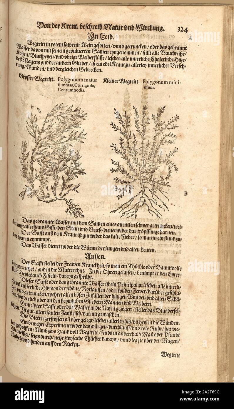 The polygon is greater, whether it be a male, Corrigiola, Centumnodia and Polygonum the least, Grand entrance and small walk, Fol. 324r, 1590, Pietro Andrea Mattioli, Joachim Camerarius: Kreuterbuch desz hochgelehrten unnd weitberühmten Herrn D. Petri Andreae Matthioli. Franckfort am Mayn: [Feyrabendt], 1590 Stock Photo