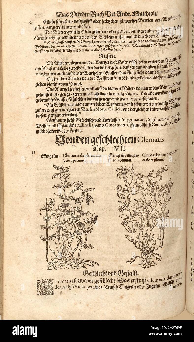 Clematis' daphnoides, Vinca Pervinca Pervinca, and the flower of clematis in full, or, Periwinkle and Periwinkle with Filled Flowers, Fol. 325v, 1590, Pietro Andrea Mattioli, Joachim Camerarius: Kreuterbuch desz hochgelehrten unnd weitberühmten Herrn D. Petri Andreae Matthioli. Franckfort am Mayn: [Feyrabendt], 1590 Stock Photo