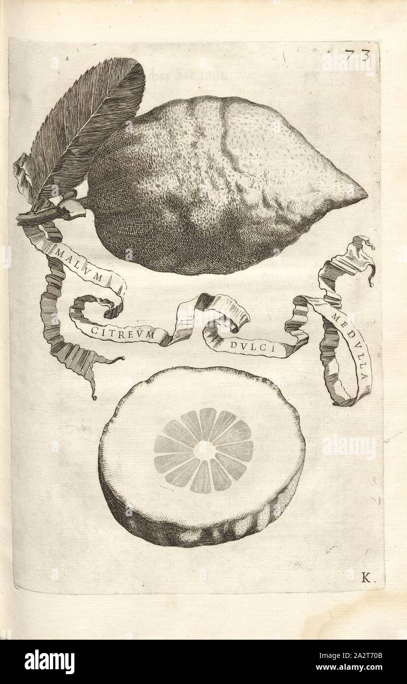 Spinal sweet lime is bad, Citrus fruit, Fig. 13, according to p. 72, 1646, Giovanni Battista Ferrari: Hesperides sive de malorum aureorum cultura et usu libri quatuor. Romae: sumptibus Hermanni Scheus, 1646 Stock Photo