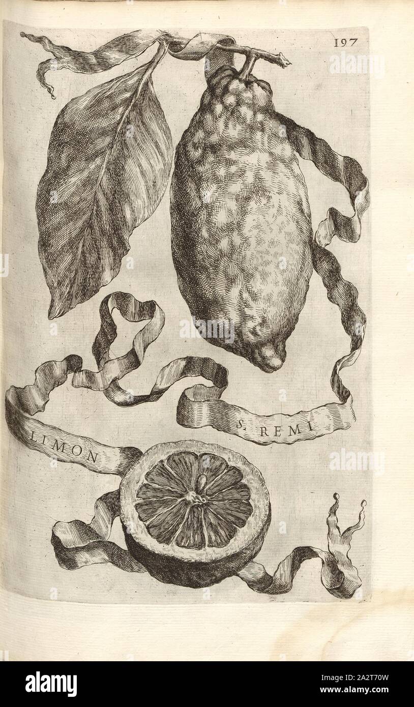Limon S. Remi, Citrus fruit, Fig. 25, p. 196, 1646, Giovanni Battista Ferrari: Hesperides sive de malorum aureorum cultura et usu libri quatuor. Romae: sumptibus Hermanni Scheus, 1646 Stock Photo