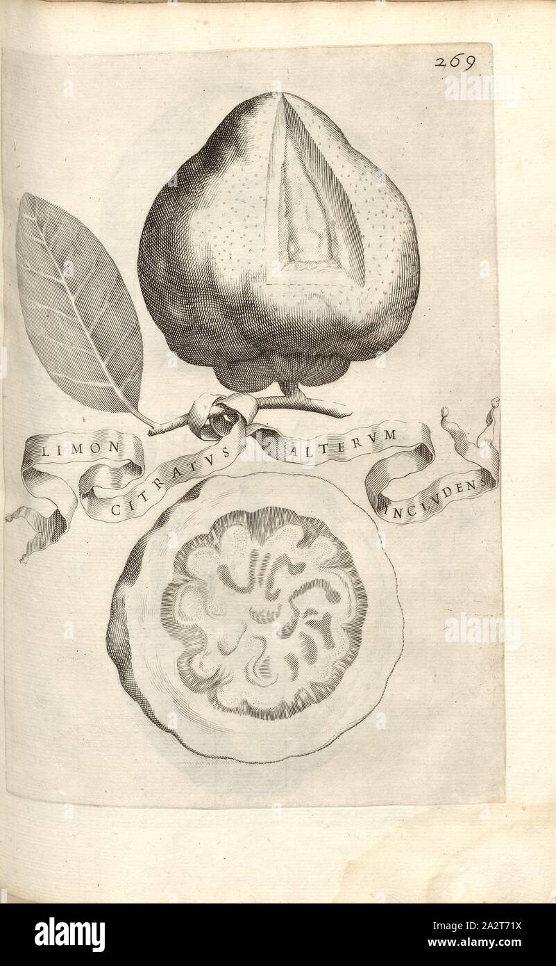 Limon also includes a second Citratus, Citrus fruit, Fig. 50, p. 264, 1646, Giovanni Battista Ferrari: Hesperides sive de malorum aureorum cultura et usu libri quatuor. Romae: sumptibus Hermanni Scheus, 1646 Stock Photo