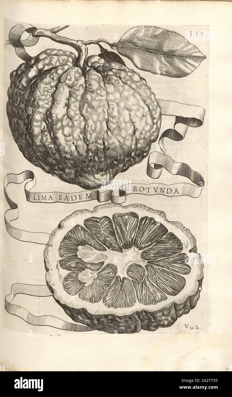 The same circular file, Citrus fruit, Fig. 75, according to p. 332, 1646, Giovanni Battista Ferrari: Hesperides sive de malorum aureorum cultura et usu libri quatuor. Romae: sumptibus Hermanni Scheus, 1646 Stock Photo
