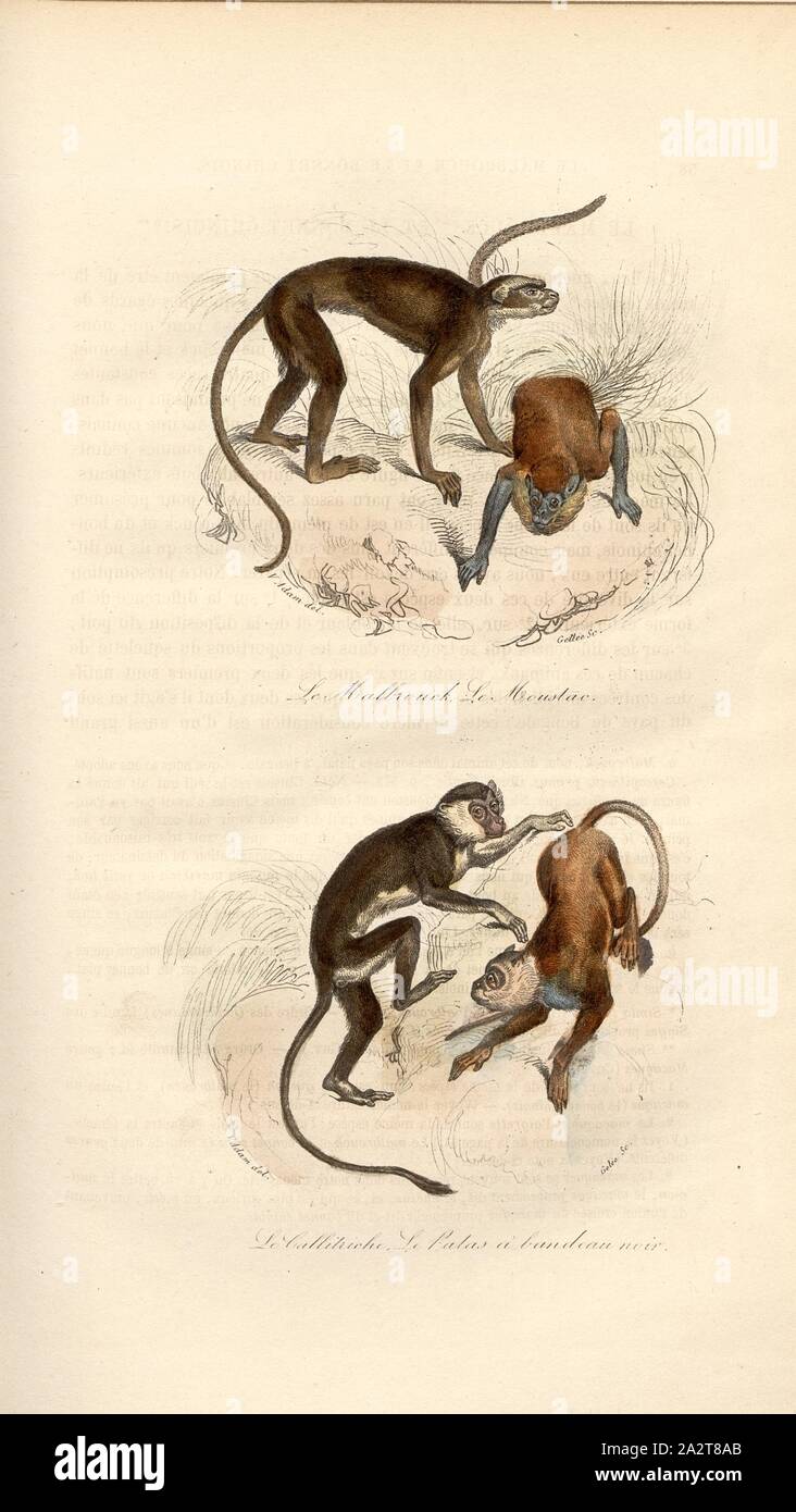 The Malbrouck, the Moustac and the Callitriche, the black banded Patas, Monkeys, Signed: V. Adam del, Jelly sc, Fig. 4, according to p. 58, Adam, Victor (del.); Gelée (sc.), 1855, Georges Louis Le Clerc de Buffon, Pierre Flourens: Oeuvres complètes de Buffon avec la nomenclature Linnéenne et la classification de Cuvier. Tome 4. Paris: Garnier frères, [1855 Stock Photo