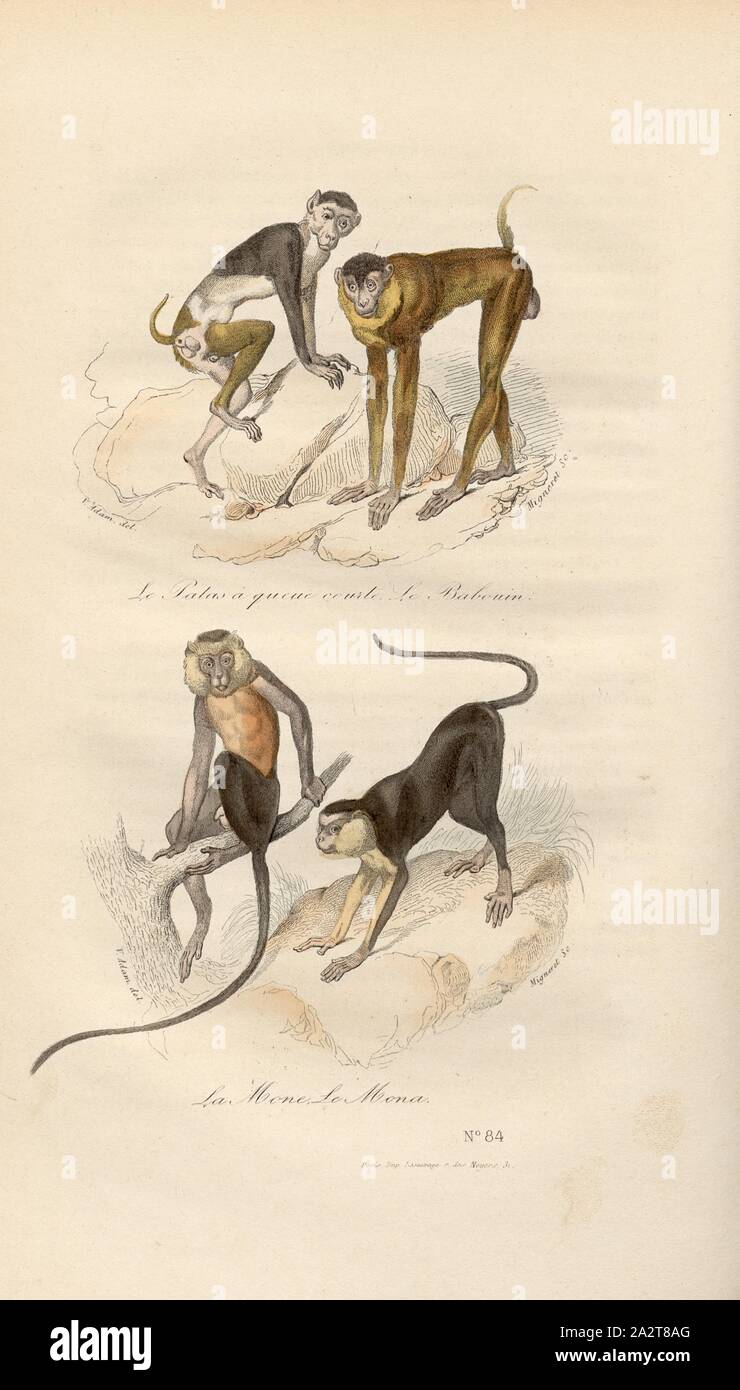 Short-tailed Patas, Baboon and Mone, Mona, Monkeys, Signed: V. Adam del,  Migneret sc, Fig. 6, no. 84, according to p. 90, Adam, Victor (del.);  Migneret (sc.), 1855, Georges Louis Le Clerc de