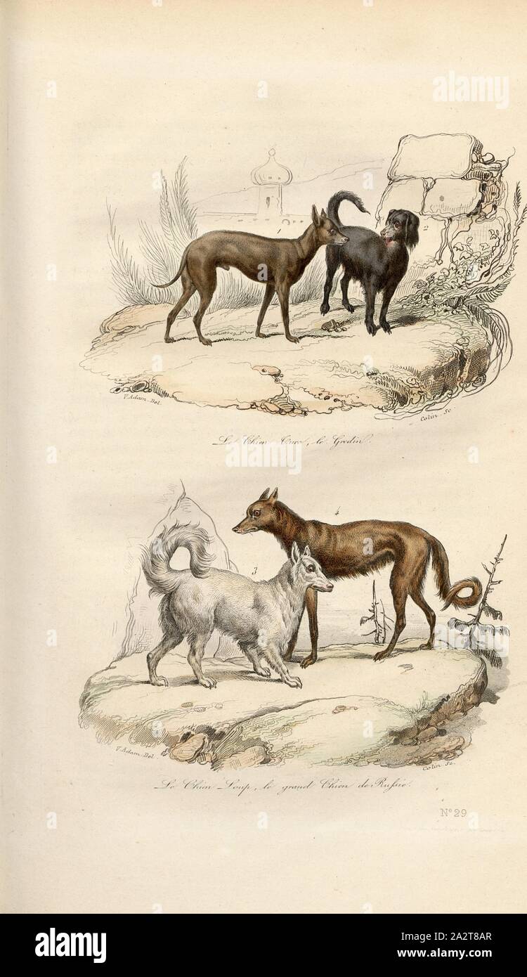 Turkish wolf hires stock photography and images Alamy