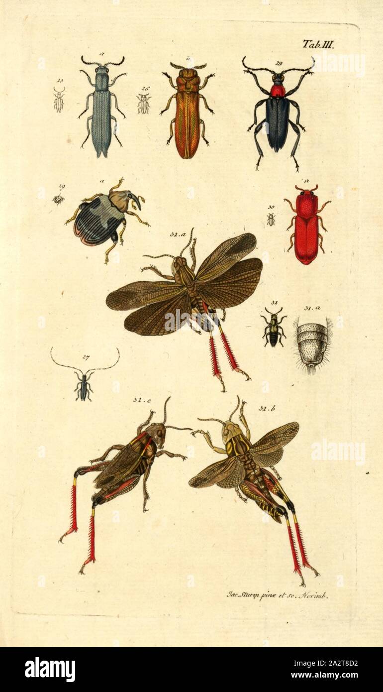 Bug type 3, Collection of various beetles, signed: Jac., Sturm pinx, et ...