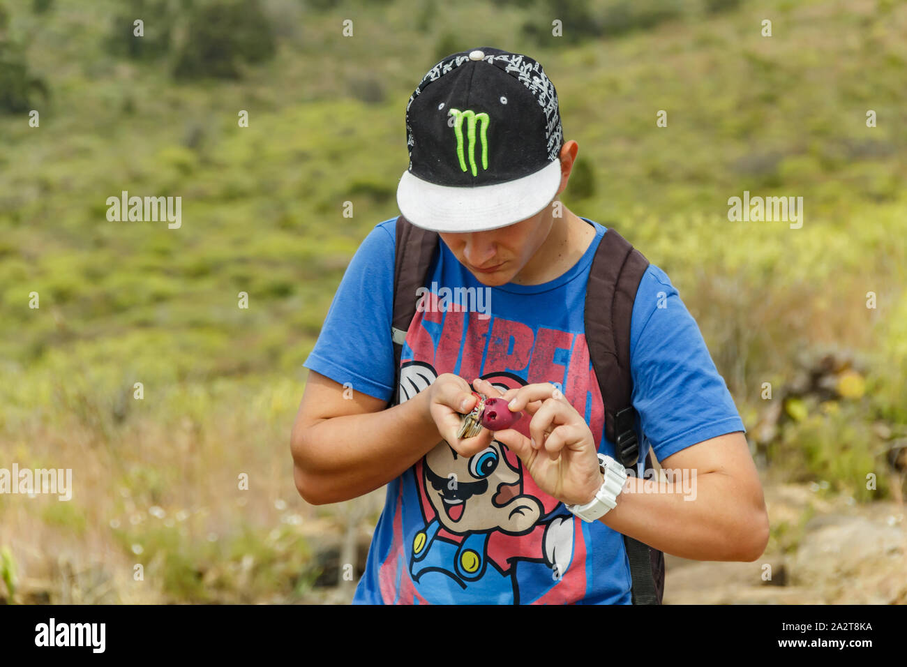 Young guy peels ripe tasty cactus fruit, known as prickly pear or fruit of Opuntia ficus-indica, growing naturally in the dry, arid soil of Tenerife, Stock Photo