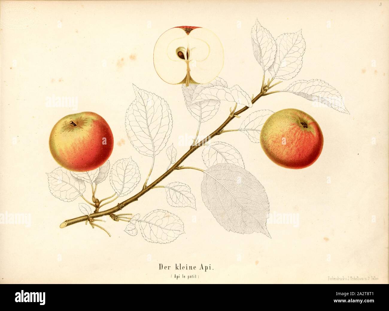 The little api, Swiss apple variety, Api le petit, Signed: Color print by J. Tribelhorn, Fig. 3, Tribelhorn, J. (imp.), 1863, Schweizerisch. Landwirtschaftl. Verein (Hg.): Schweizerische Obstsorten. [S.l.]: Schweizerischer Landwirtschaftlicher Verein, [1863 Stock Photo