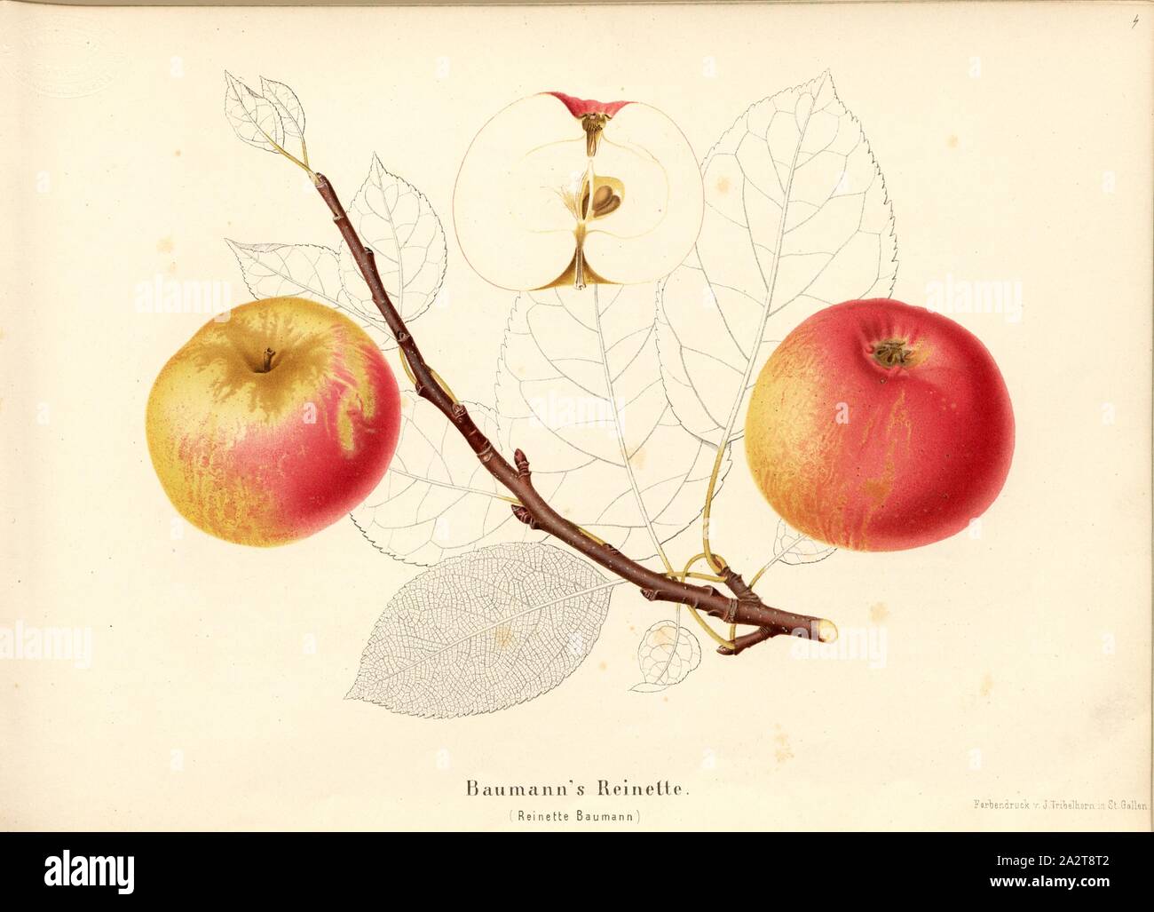 Baumann's Reinette, Swiss apple variety, Reinette Baumann, Signed: Color print by J. Tribelhorn, Fig. 4, Tribelhorn, J. (imp.), 1863, Schweizerisch. Landwirtschaftl. Verein (Hg.): Schweizerische Obstsorten. [S.l.]: Schweizerischer Landwirtschaftlicher Verein, [1863 Stock Photo