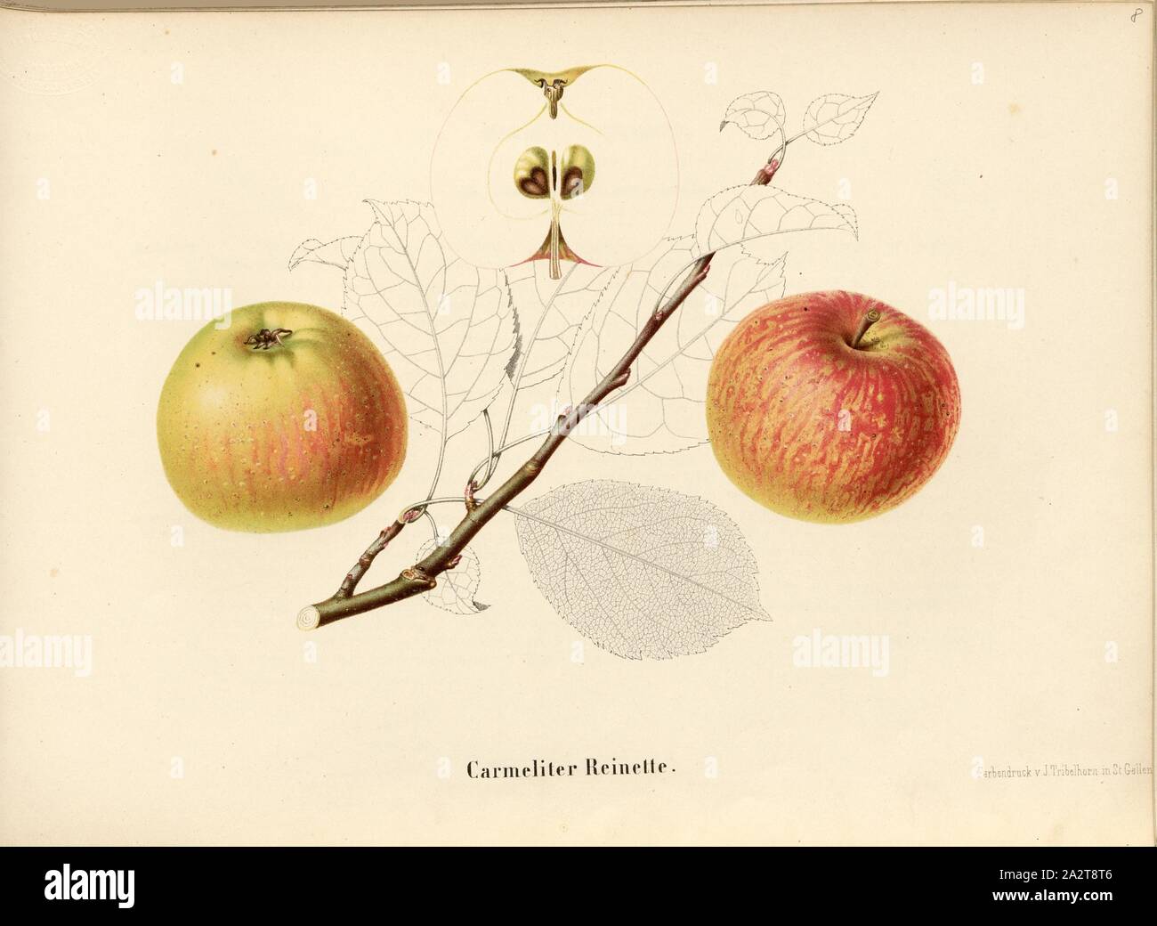 Carmeliter Reinette, Swiss apple variety, Signed: Color print by J. Tribelhorn, Fig. 8th, Tribelhorn, J. (imp.), 1863, Schweizerisch. Landwirtschaftl. Verein (Hg.): Schweizerische Obstsorten. [S.l.]: Schweizerischer Landwirtschaftlicher Verein, [1863 Stock Photo