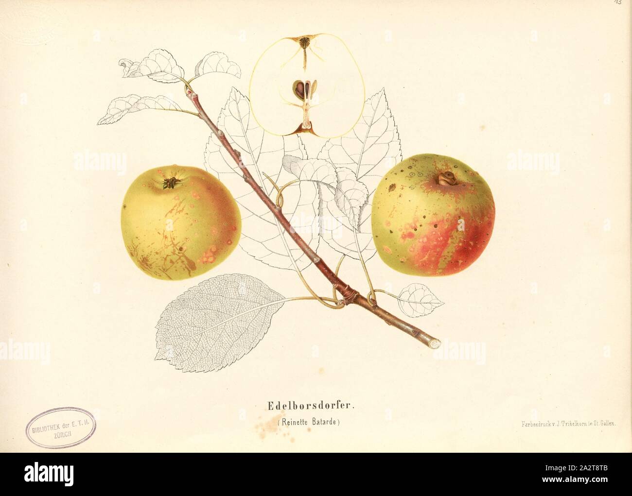 Edelborsdorfer, Swiss apple variety, Reinette Batarde, Signed: Color print by J. Tribelhorn, Fig. 12, Tribelhorn, J. (imp.), 1863, Schweizerisch. Landwirtschaftl. Verein (Hg.): Schweizerische Obstsorten. [S.l.]: Schweizerischer Landwirtschaftlicher Verein, [1863 Stock Photo