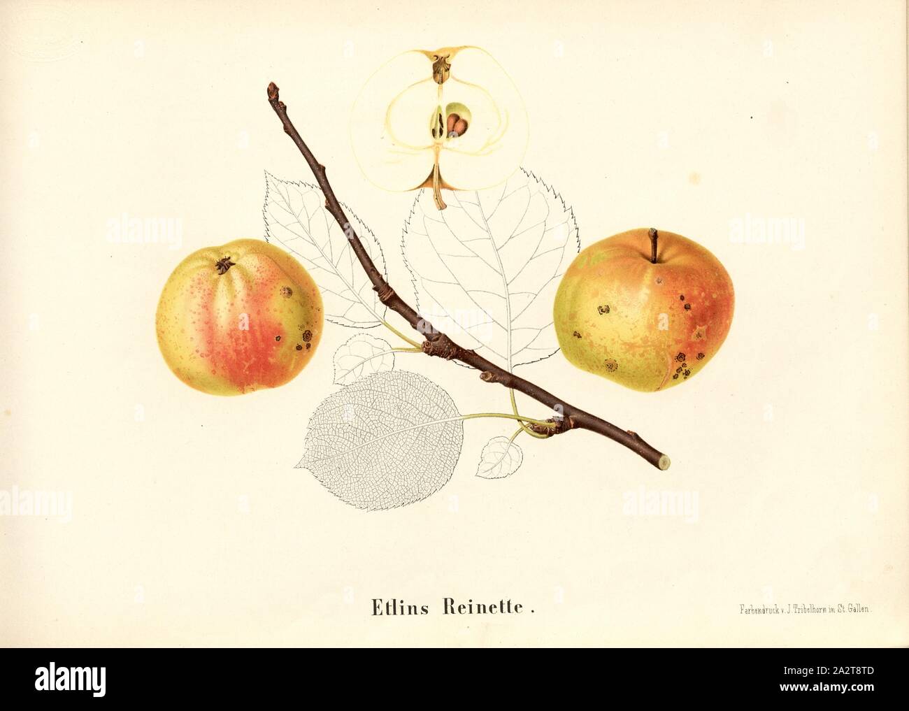 Etlins Reinette, Swiss apple variety, Signed: Color print by J. Tribelhorn, Fig. 13, Tribelhorn, J. (imp.), 1863, Schweizerisch. Landwirtschaftl. Verein (Hg.): Schweizerische Obstsorten. [S.l.]: Schweizerischer Landwirtschaftlicher Verein, [1863 Stock Photo