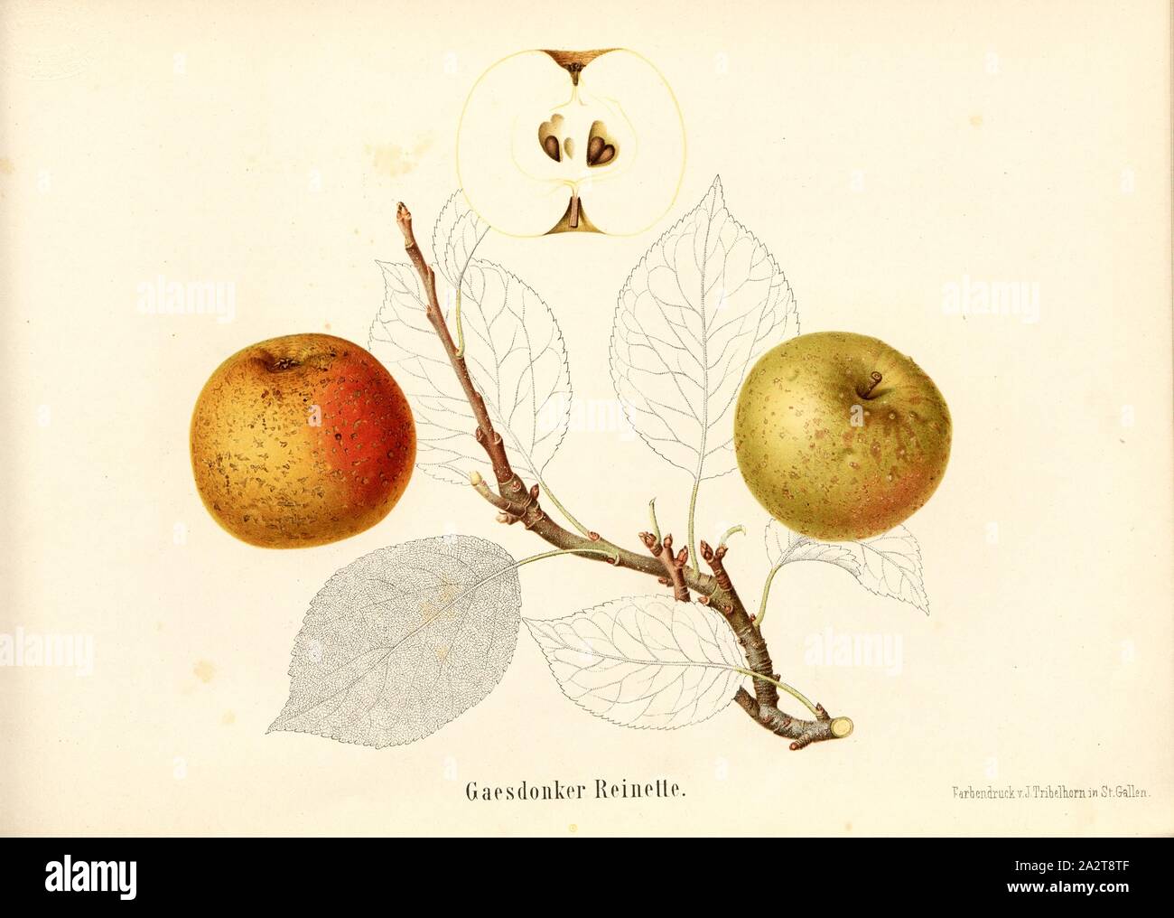 Gaesdonker Reinette, Swiss apple variety, Signed: Color print by J. Tribelhorn, Fig. 15, Tribelhorn, J. (imp.), 1863, Schweizerisch. Landwirtschaftl. Verein (Hg.): Schweizerische Obstsorten. [S.l.]: Schweizerischer Landwirtschaftlicher Verein, [1863 Stock Photo