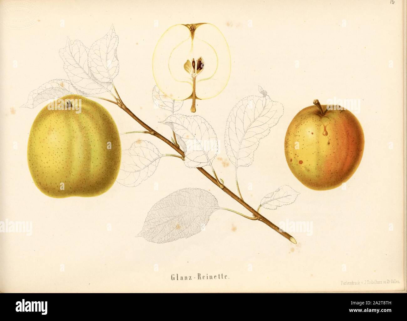 Gloss Reinette, Swiss apple variety, Signed: Color print by J. Tribelhorn, Fig. 17, Tribelhorn, J. (imp.), 1863, Schweizerisch. Landwirtschaftl. Verein (Hg.): Schweizerische Obstsorten. [S.l.]: Schweizerischer Landwirtschaftlicher Verein, [1863 Stock Photo