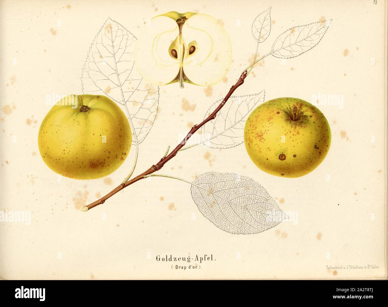 Gold -finished apple, Swiss apple variety, Drap d'or, Signed: Color print by J. Tribelhorn, Fig. 18, Tribelhorn, J. (imp.), 1863, Schweizerisch. Landwirtschaftl. Verein (Hg.): Schweizerische Obstsorten. [S.l.]: Schweizerischer Landwirtschaftlicher Verein, [1863 Stock Photo