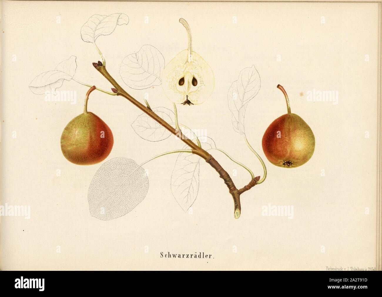 Schwarzrädler, Swiss pear variety, Signed: Farbendruck v., J. Tribelhorn, Fig. 31, Tribelhorn, J. (imp.), 1863, Schweizerisch. Landwirtschaftl. Verein (Hg.): Schweizerische Obstsorten. [S.l.]: Schweizerischer Landwirtschaftlicher Verein, [1863 Stock Photo