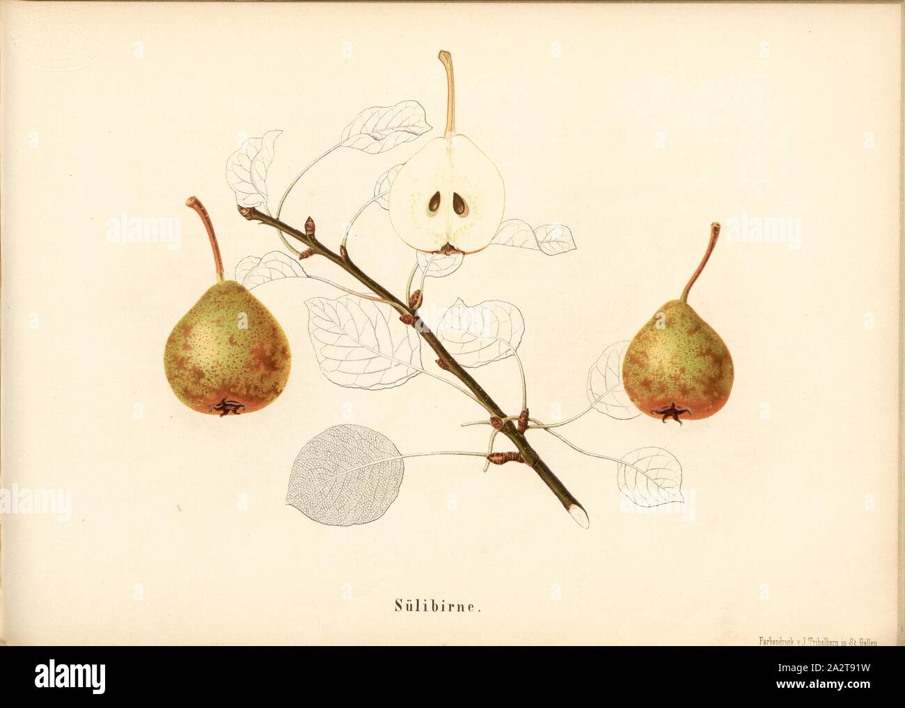 Swallowtail, Swiss pear variety, Signed: Farbendruck v., J. Tribelhorn, Fig. 39, Tribelhorn, J. (imp.), 1863, Schweizerisch. Landwirtschaftl. Verein (Hg.): Schweizerische Obstsorten. [S.l.]: Schweizerischer Landwirtschaftlicher Verein, [1863 Stock Photo