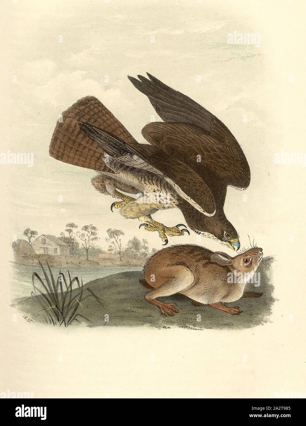 Common Buzzard, Common Buzzard (Buteo buteo, Buteo vulgaris), Signed: J.J. Audubon, J.T. Bowen, lithograph, Pl. 6 (vol. 1), Audubon, John James (drawn); Bowen, J. T. (lith.), 1856, John James Audubon: The birds of America: from drawings made in the United States and their territories. New York: Audubon, 1856 Stock Photo