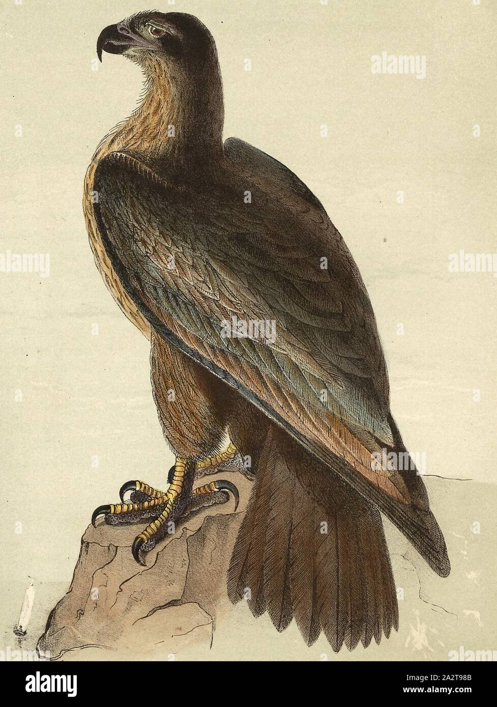 Washington Sea Eagle, White-tailed Eagle (Haliaetus washingtoni), Signed: J.J. Audubon, J.T. Bowen, lithograph, Pl. 13 (vol. 1), Audubon, John James (drawn); Bowen, J. T. (lith.), 1856, John James Audubon: The birds of America: from drawings made in the United States and their territories. New York: Audubon, 1856 Stock Photo