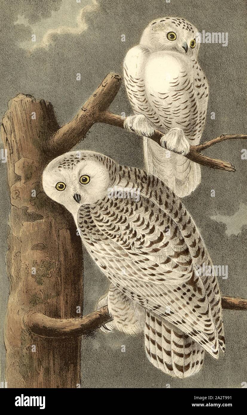 Birds of New York . SNOWY OWL Syctea nyctea (Linnaeus) GREAT GRAY OWL  Scotiaptvx nebulosa neiulosa (J. E. Forster) All Vb nat. size BARRED OWL  Strix varia varia Barton Digitized by